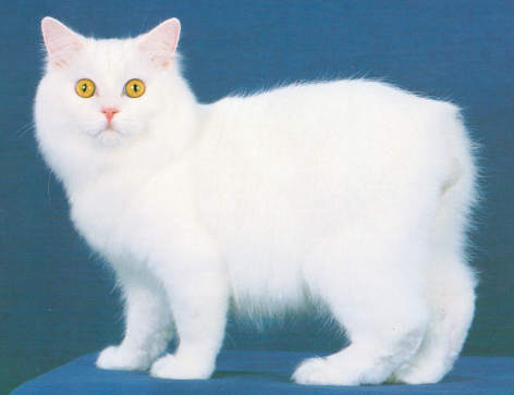 БЕЛАЯ КОШЕЧКА
