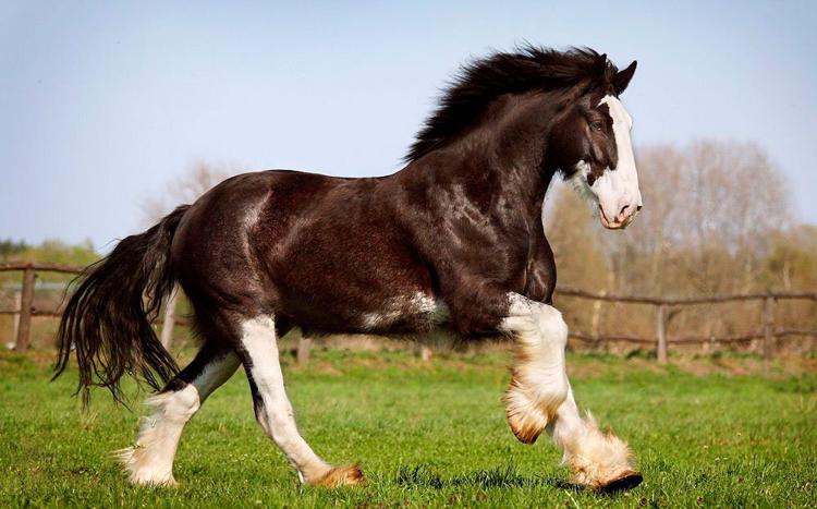 самый красивый конь