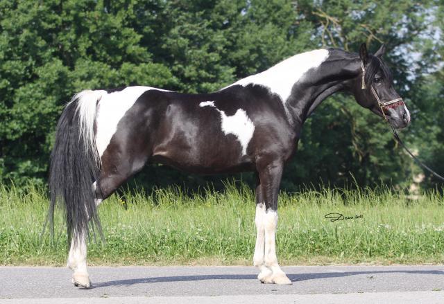 самые редкие и красивые лошади в мире