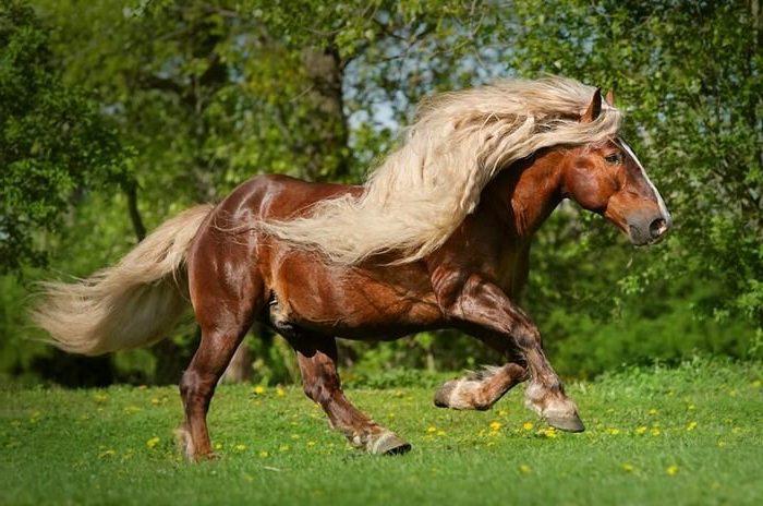 самые красивые и редкие лошади в мире