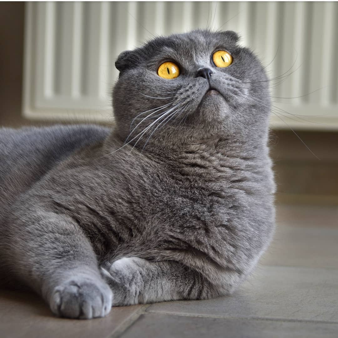 шотландский вислоухий кот с желтыми глазами