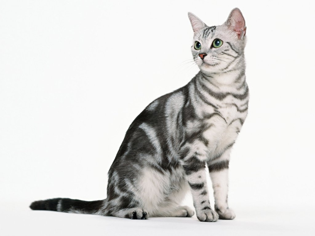 СИМПАТИЧНЫЙ КОТ