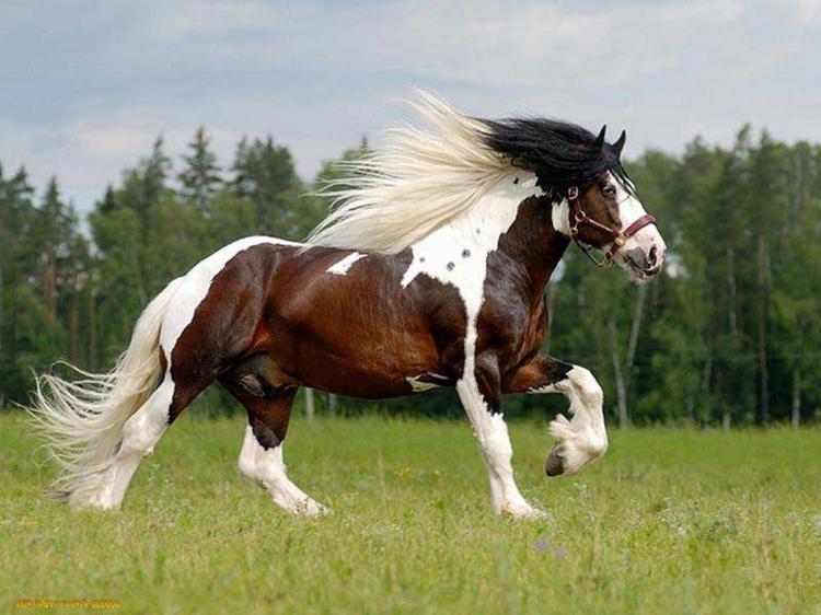 самые дорогие лошади в мире