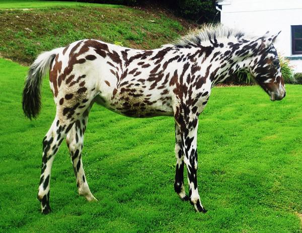 необычный окрас лошади фото