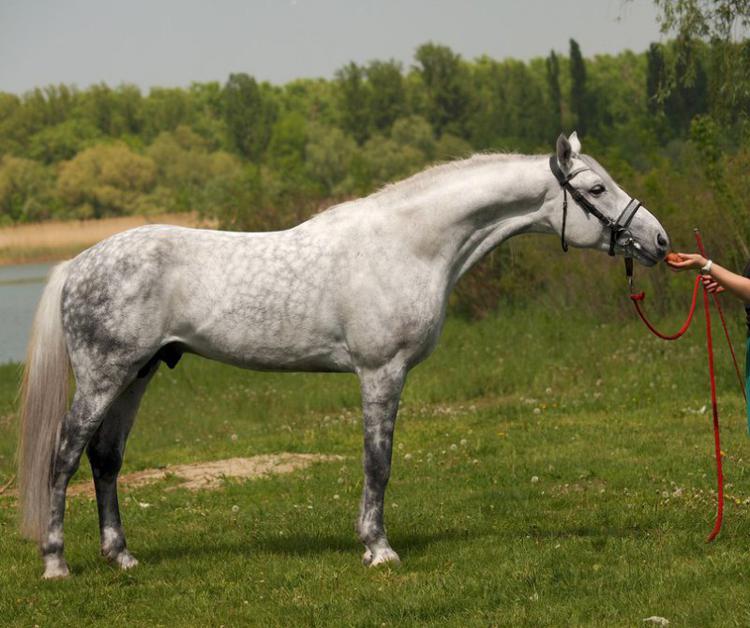 очень красивая русская лошадь