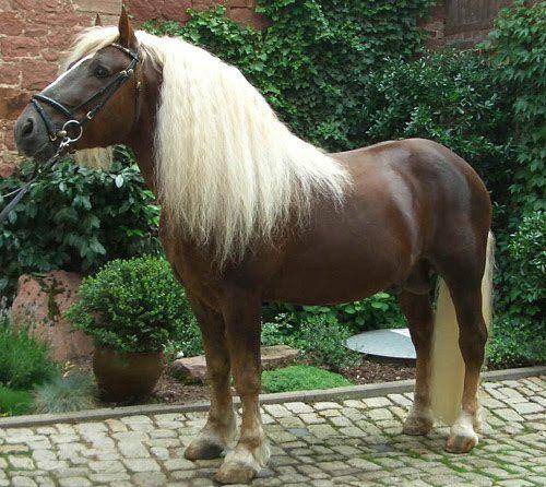 самая редкая порода лошадей в мире