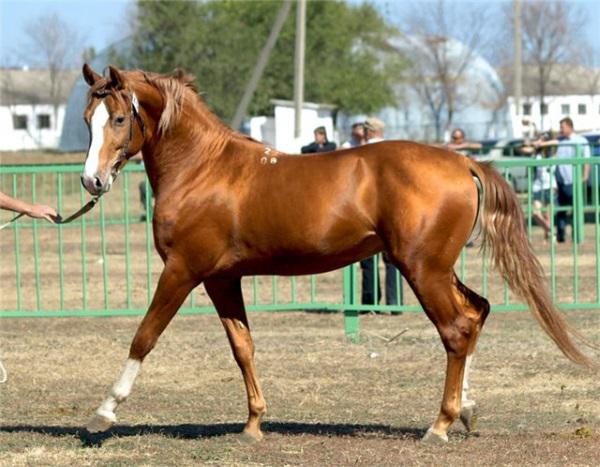 красивая рыжая лошадь фото