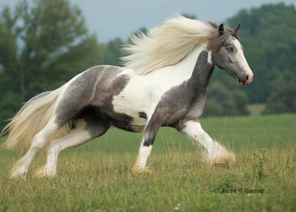 красивый крепкий конь