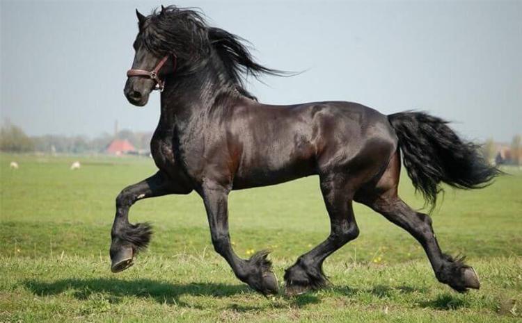 самая дорогая лошадь в мире