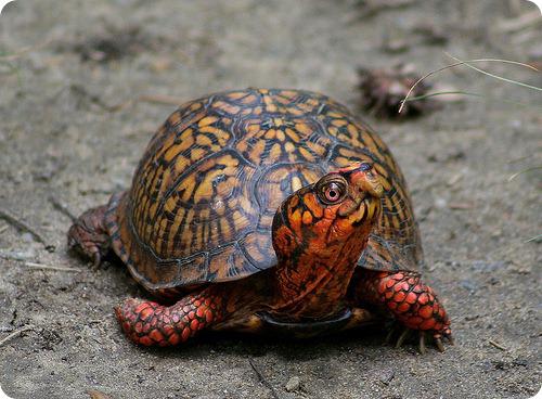 черепахи прекрасны
