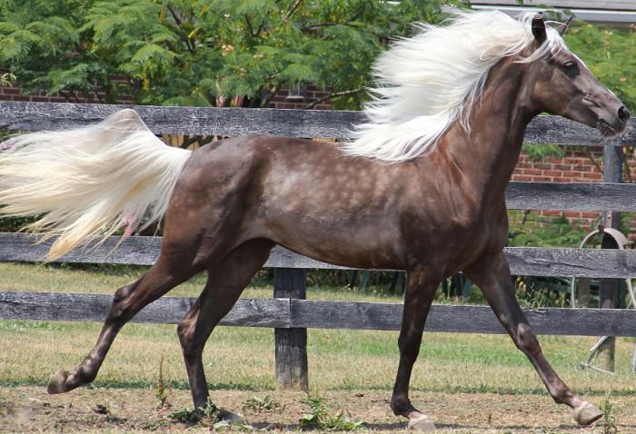 самая красивая лошадь в мире фото