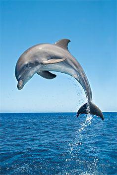 Дельфин над водой