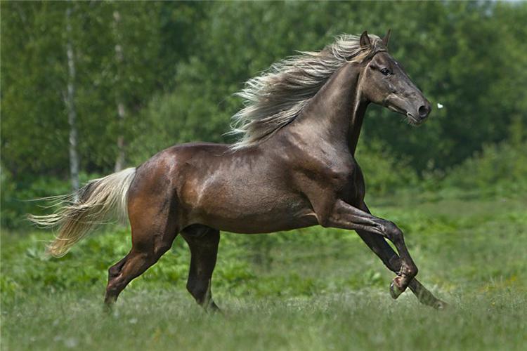лошадь скалистых гор фото