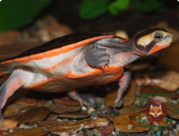 краснобрюхая короткошейная черепаха