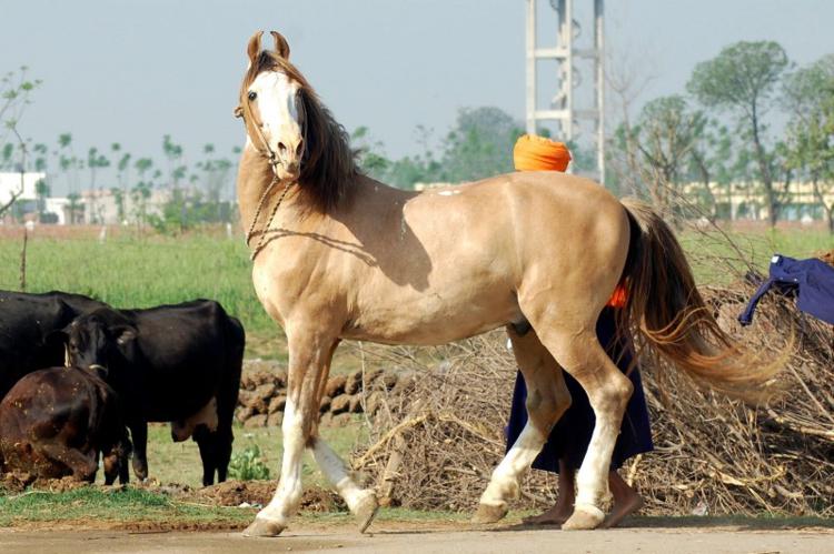 красивая индийская лошадь