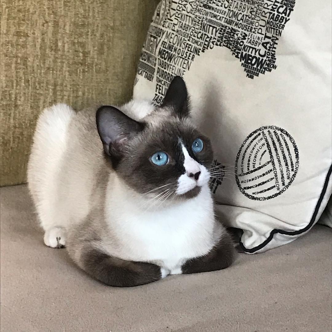 Сноу-шу голубоглазый кот