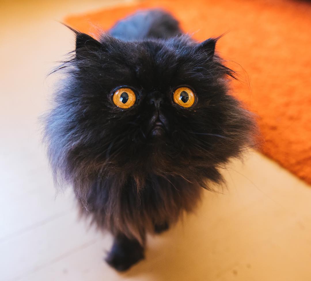 Черный персидский котенок