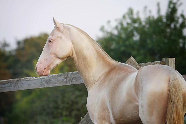 самая красивая лошадь фото