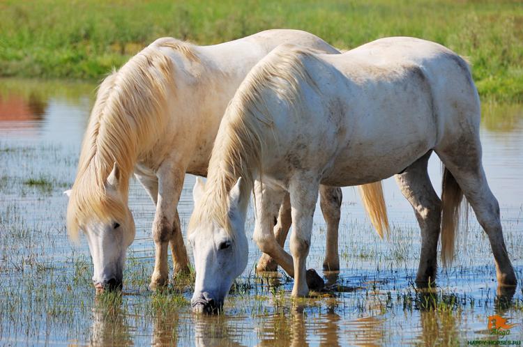 лошади пьют воду