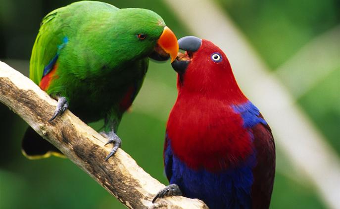 благородный зелено-красный попугай