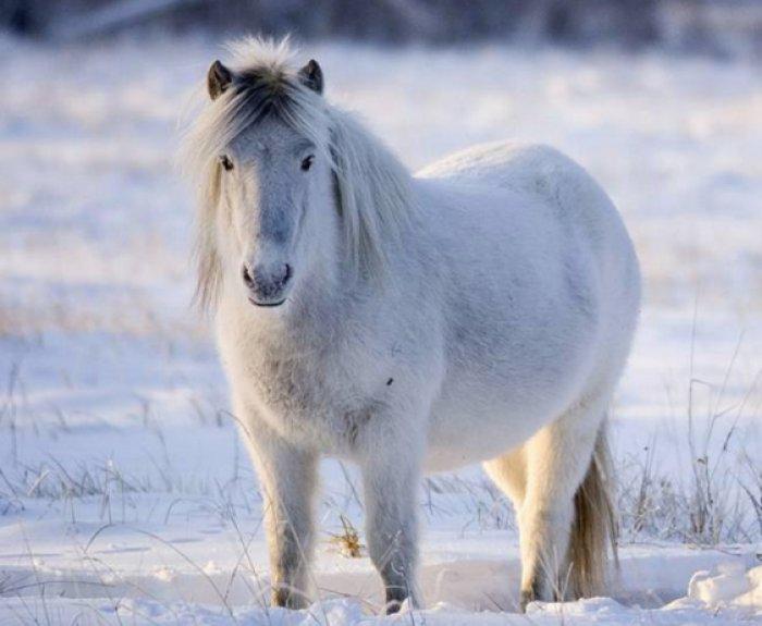 якутская лошадь фото