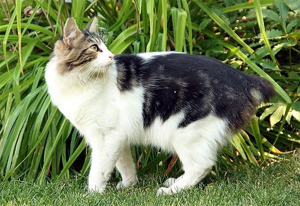 Кимрик умный котейка