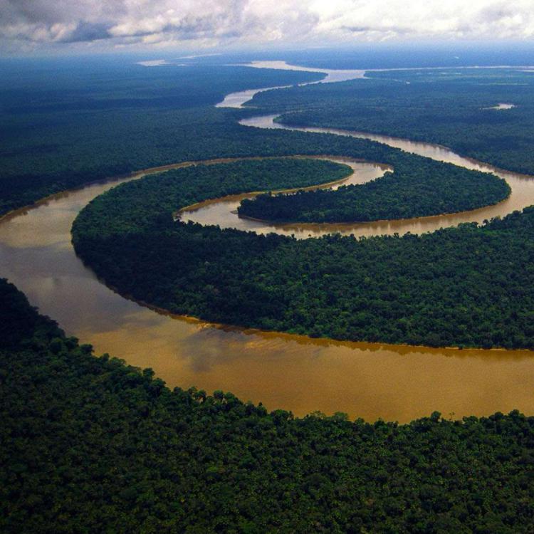 Амазонка зелень