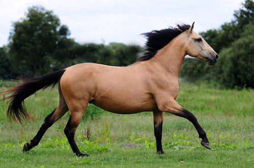 дикие и красивые лошади фото