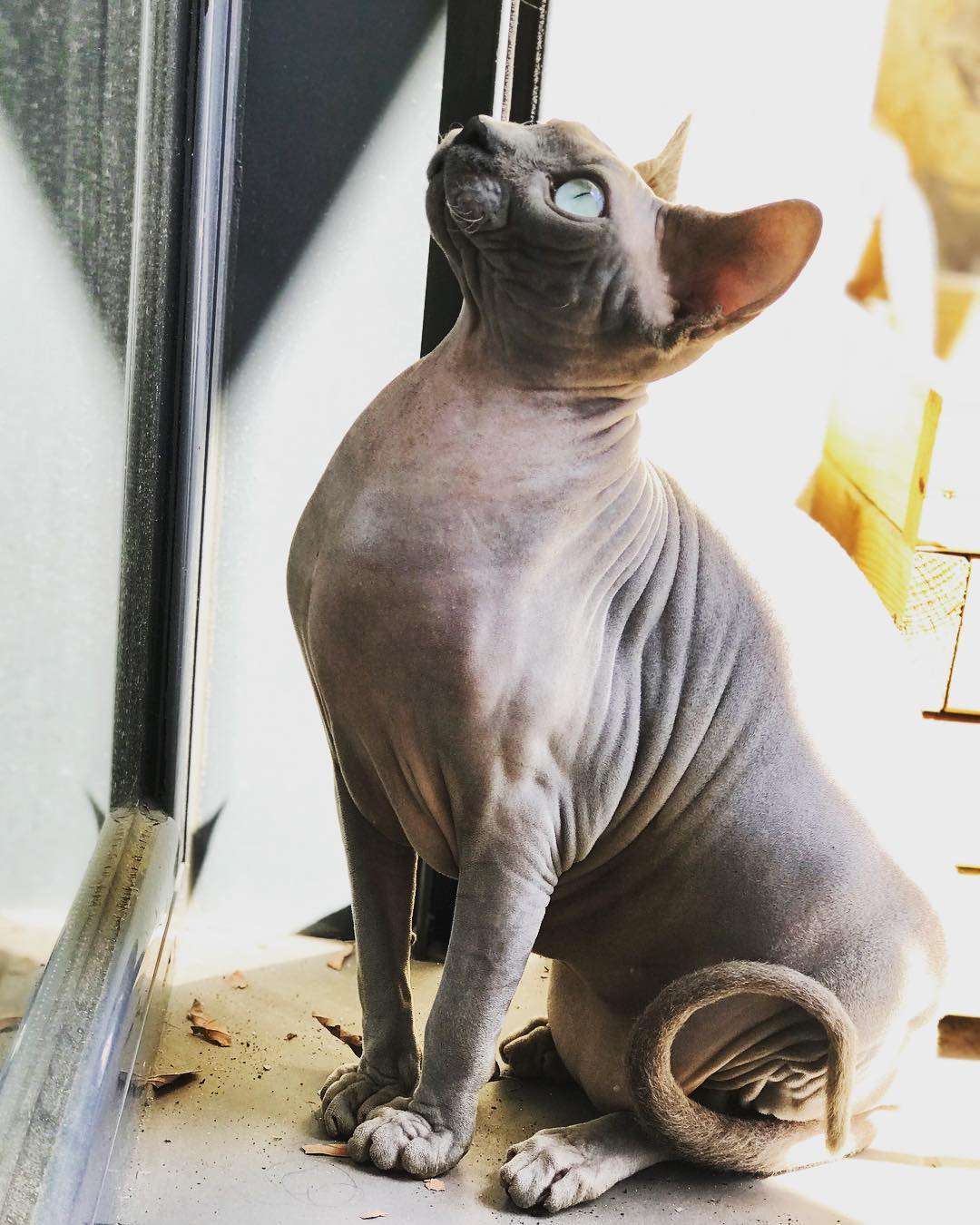 сфинкс красивый кот