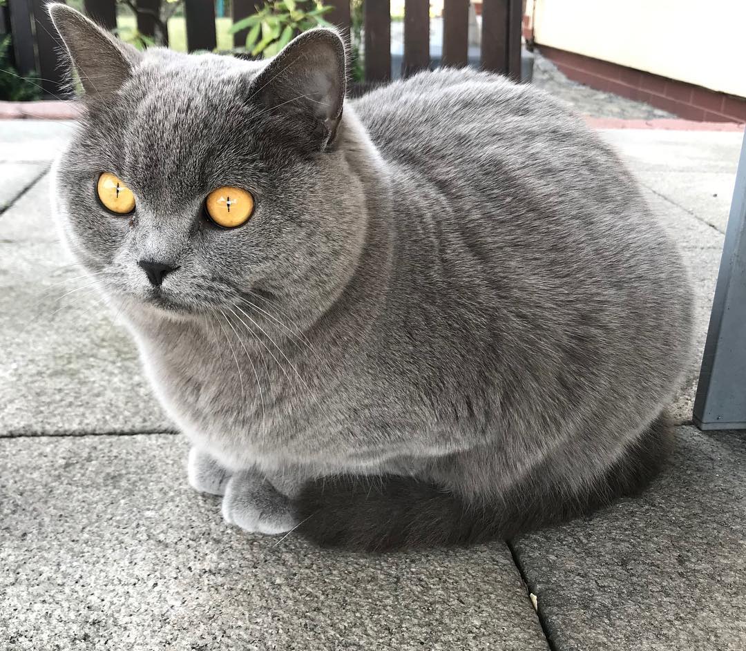 британский гладкошорстный кот