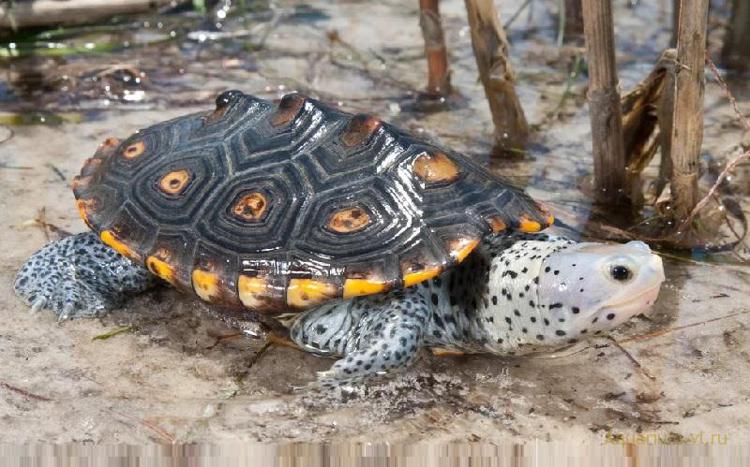 черепахи в опасности