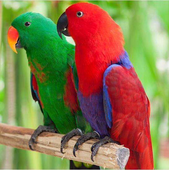 благородный зелено-красный попугай