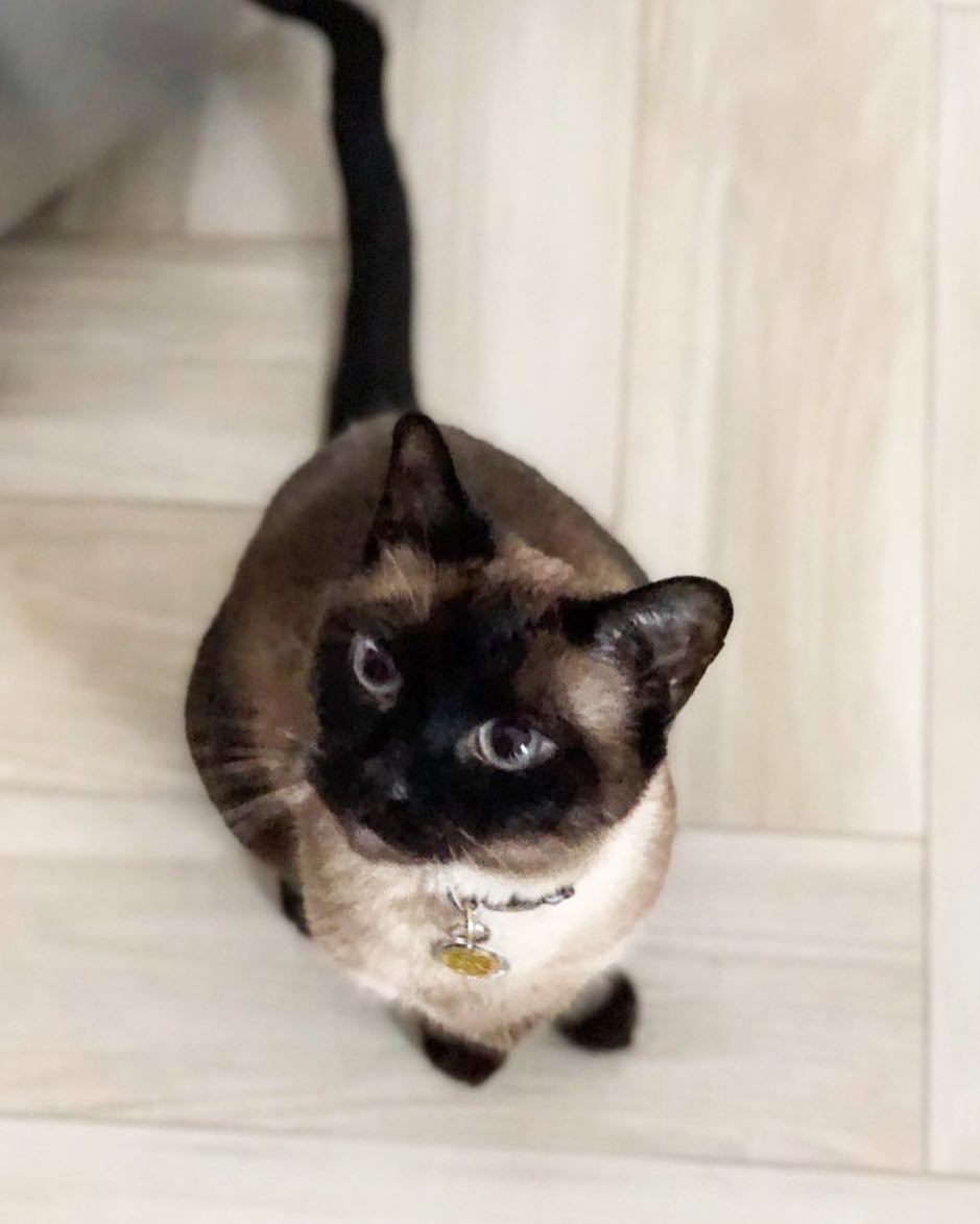 Красивый котенок сноу шу