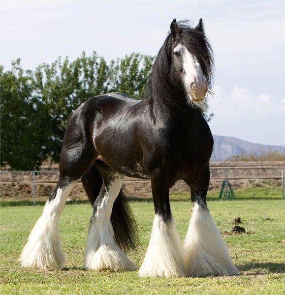 лошадь-тяжеловоз фото