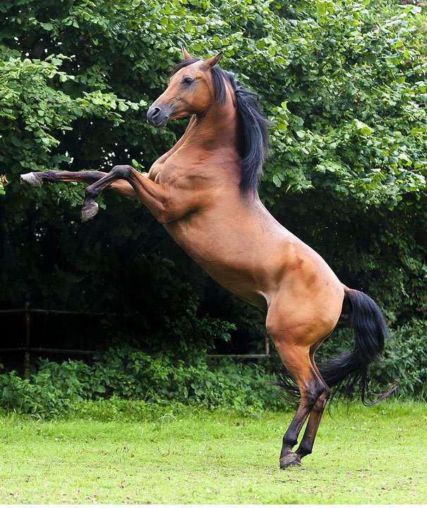 самые красивые  лошади в мире