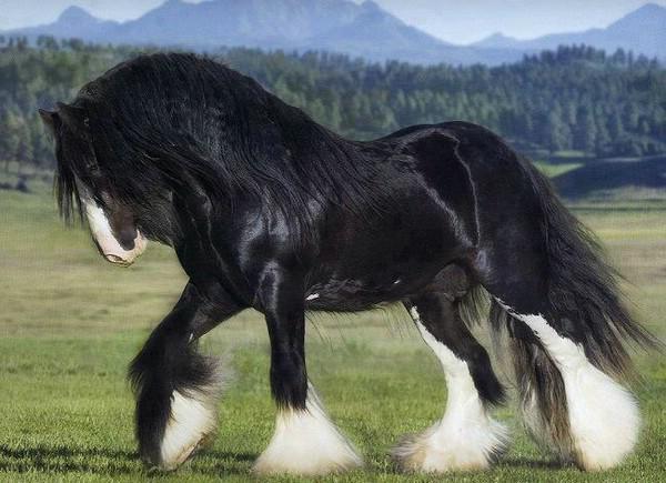 самая сильная и красивая лошадь в мире