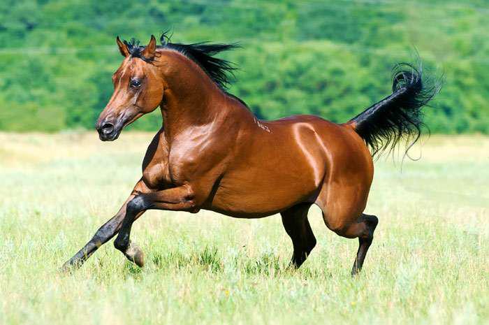 арабская чистокровная лошадь
