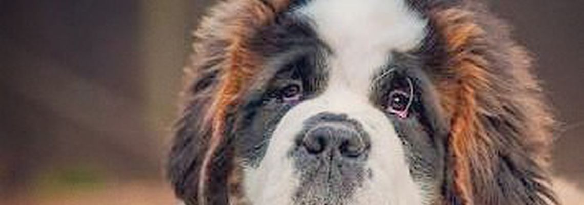 Самые красивые собаки в мире фото и название породы