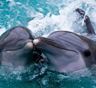 Самые красивые дельфины+20 фото