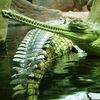Самые красивые крокодилы - 40 фото