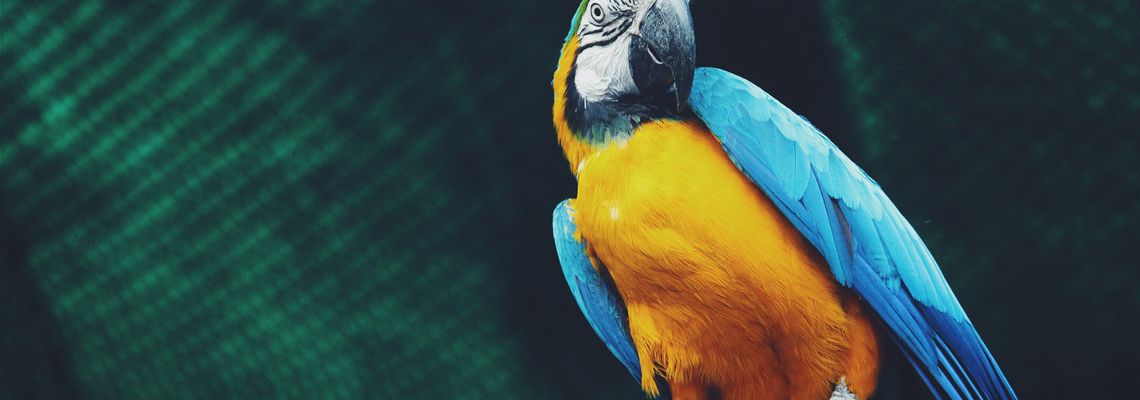 Самые красивые попугаи - 30 фото