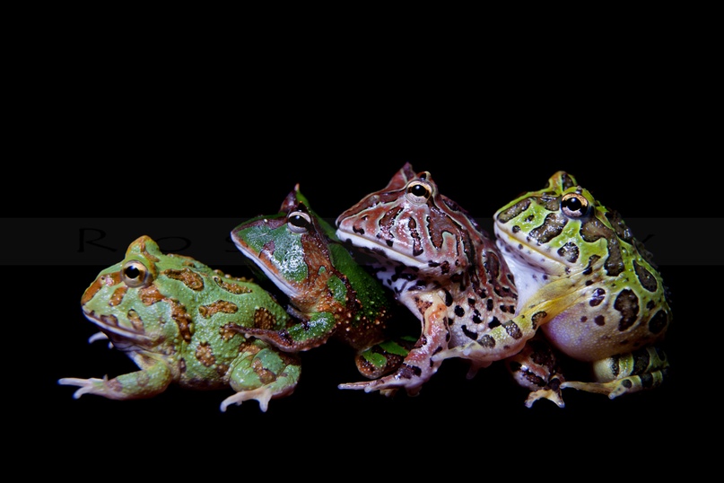 разноцветные лягушки фото