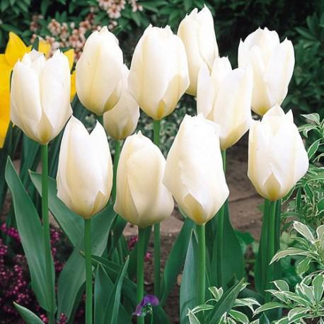 белые тюльпаны фото