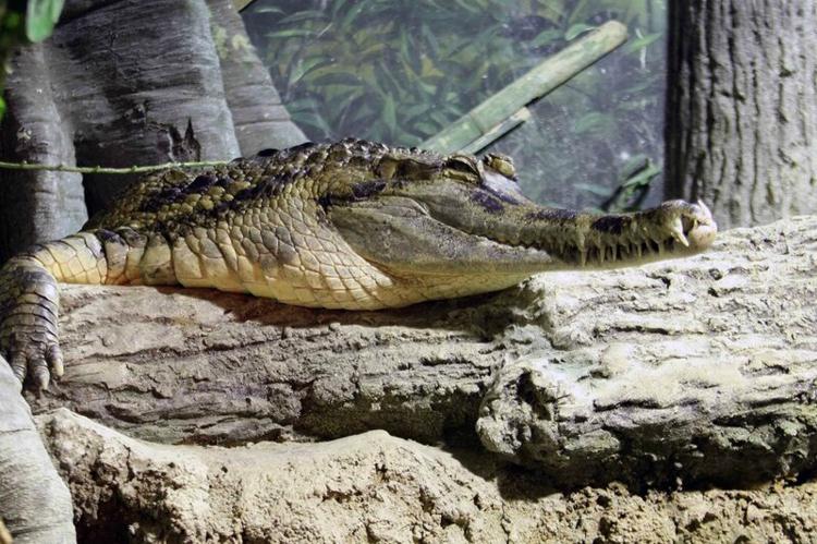 гавиаловый крокодил фото