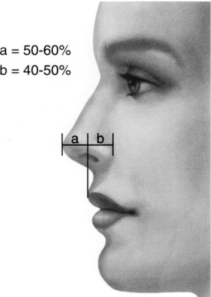 Под каким носом. Идеальные пропорции носа. Пропорции носа. Идеальный размер носа. Размер кончика носа.