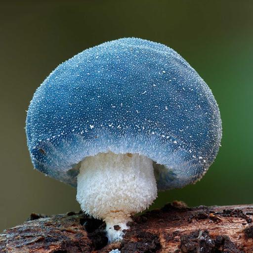 красивые фото грибов