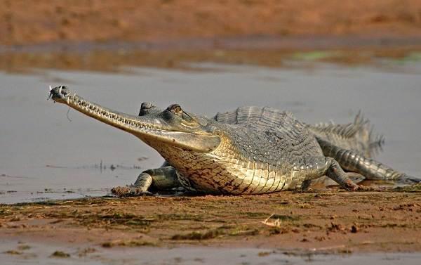 гангский крокодил информация