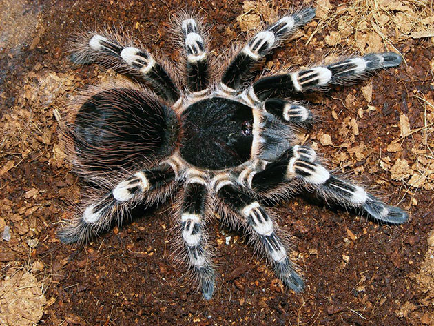 красивые крупные пауки