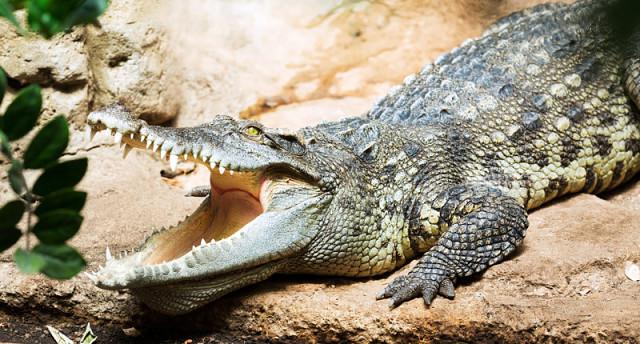 сиамский крокодил