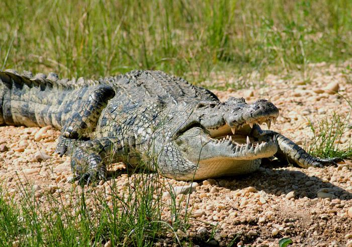 нильский крокодил фото